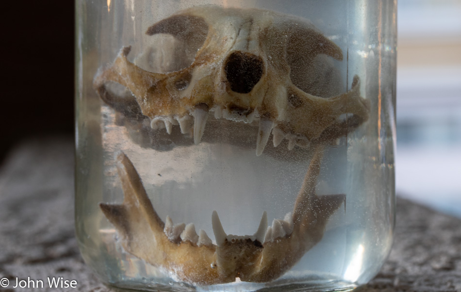 Cat Skull