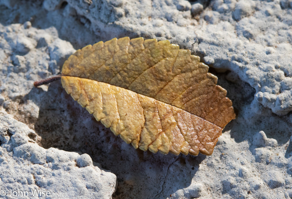 A fallen leaf in Phoenix, Arizona