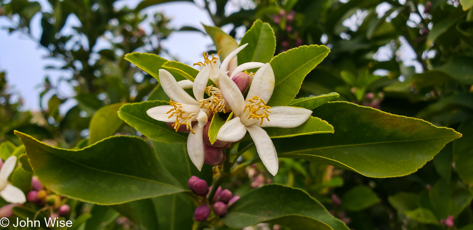 Orange Blossoms in Phoenix, Arizona