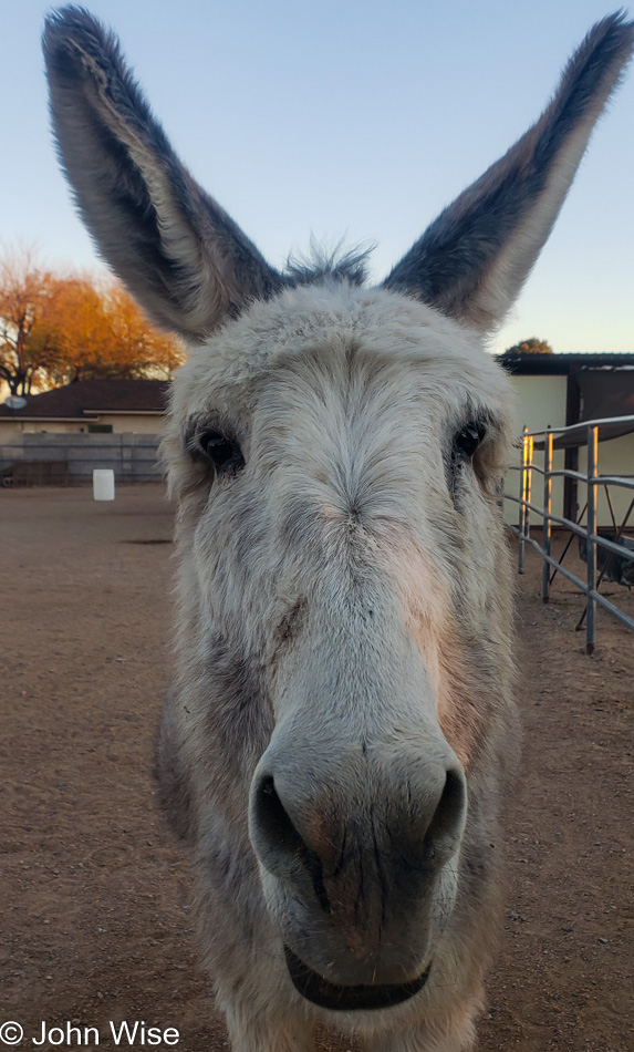 Donkey in Phoenix, Arizona