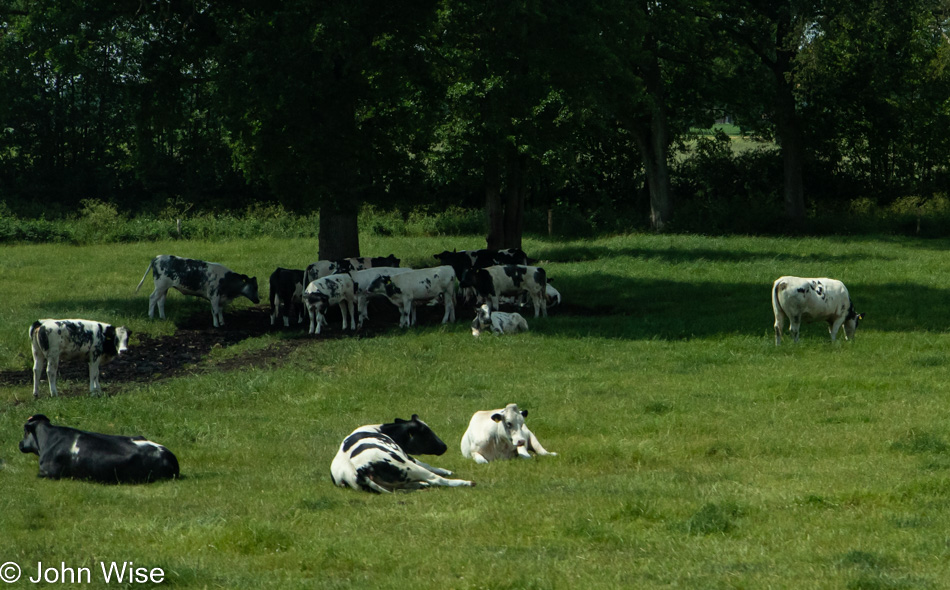 Schleswig-Holstein Cows in their ancestral lands in Germany