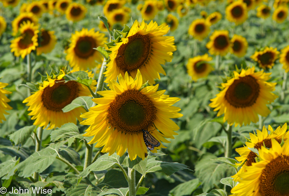 Sunflowers in Oklahoma