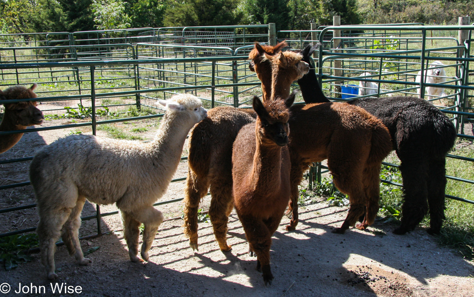 Alpacas of Wildcat Hollow in Eskridge, Kansas