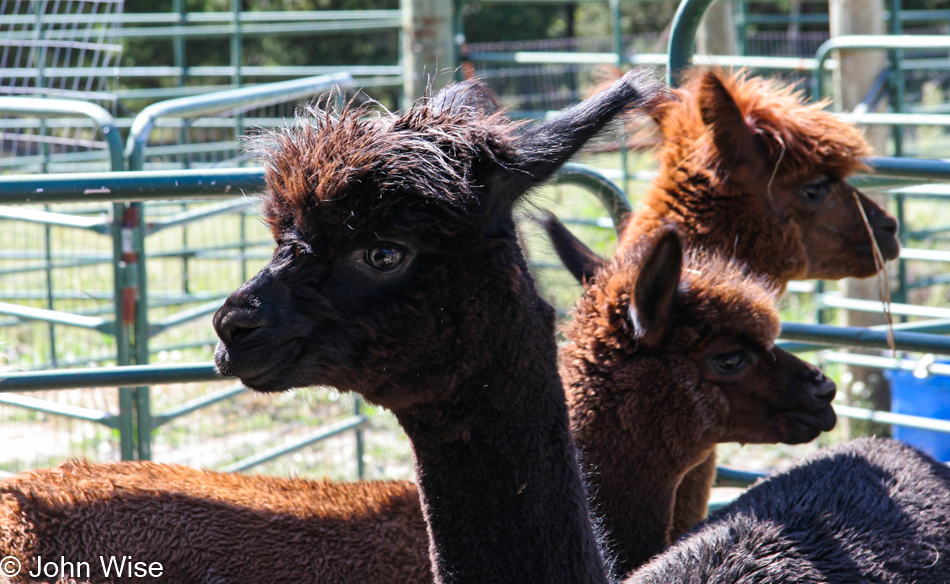 Alpacas of Wildcat Hollow in Eskridge, Kansas