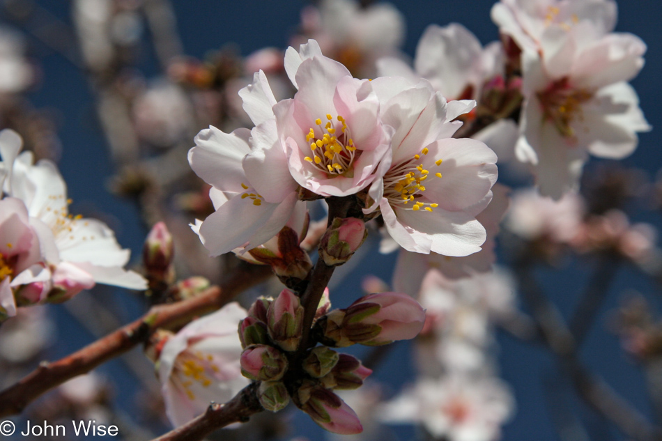 Almond Blossoms at Tonopah Rob's Vegetable Farm in Tonopah, Arizona