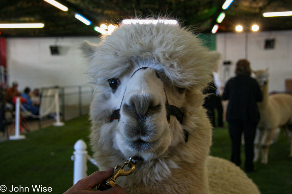 From the Alpaca Show in Phoenix, Arizona