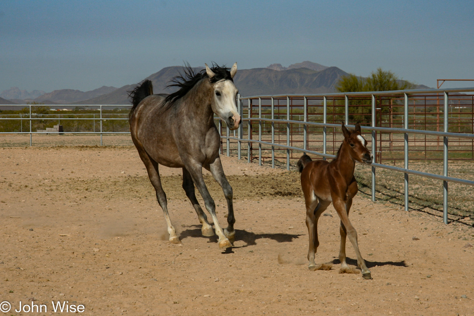 Chile Acres in Tonopah, Arizona