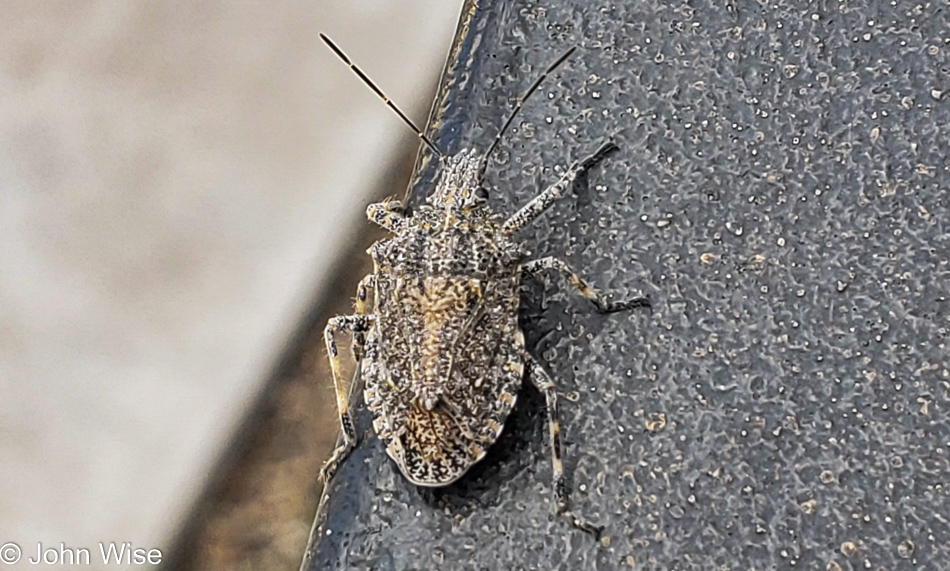 Brown Marmorated Stink Bug in Phoenix, Arizona