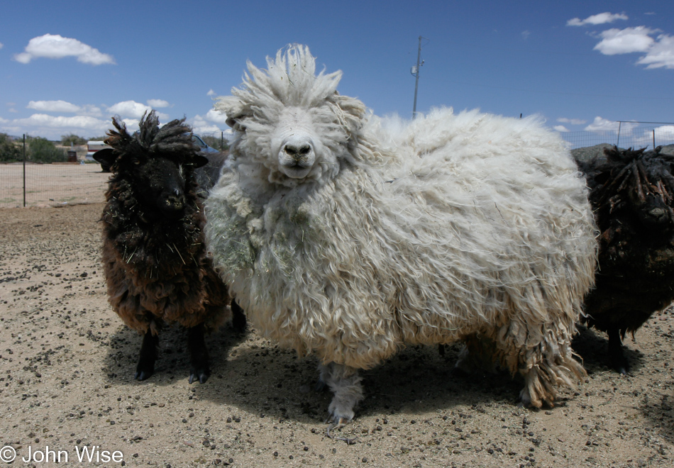 Cotswold Sheep at High Castle Craft Farm in Wilhoit, Arizona