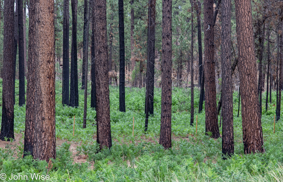 North of Strawberry, Arizona