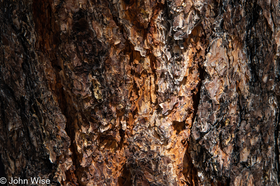 Arboretum in Flagstaff, Arizona