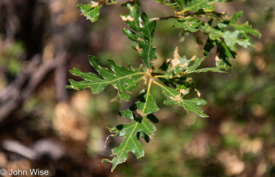 Sycamore Rim Trail in Williams, Arizona