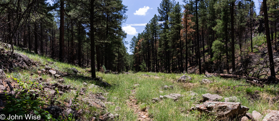 Sycamore Rim Trail in Williams, Arizona