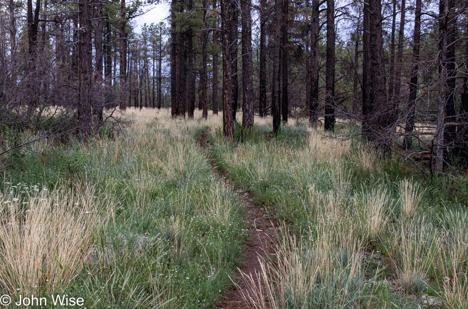 Sycamore Rim Trail in Williams, Arizona