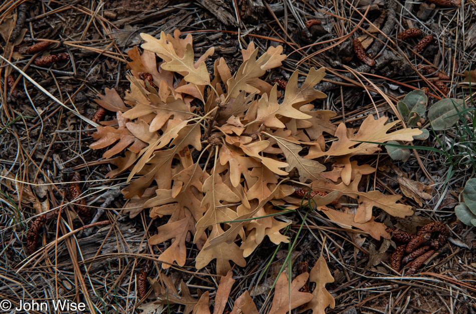 Walnut Creek via AZT Walnut Canyon in Flagstaff, Arizona