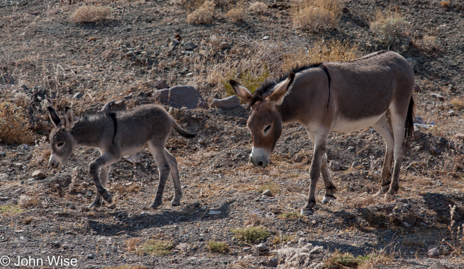 Donkey's in Oatman, Arizona