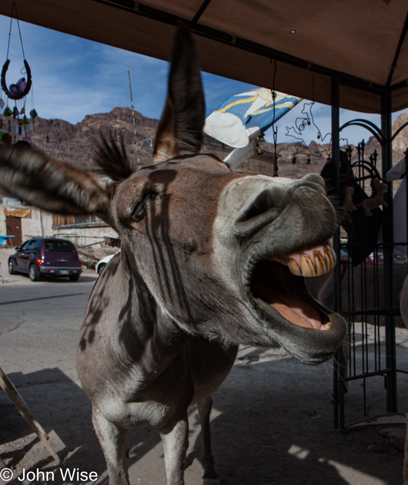 Donkey's in Oatman, Arizona