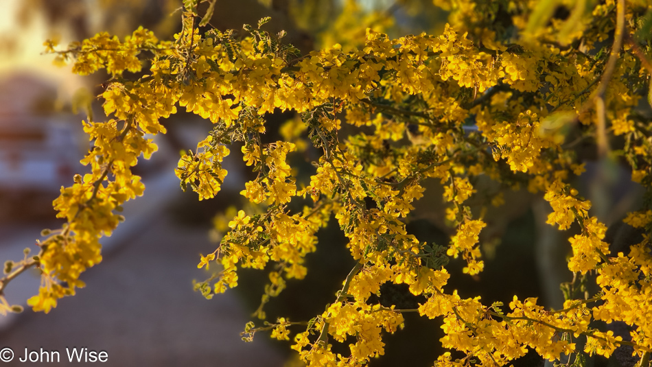 Palo Verde flowers in Phoenix, Arizona