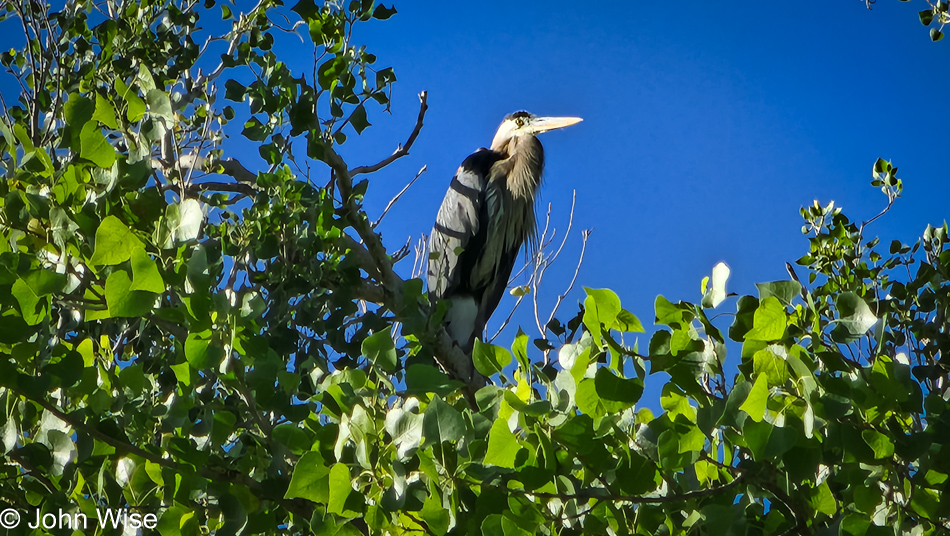 Great Blue Heron in Duncan, Arizona