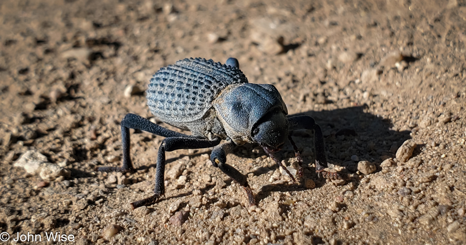 Blue death-feigning beetle in Duncan, Arizona