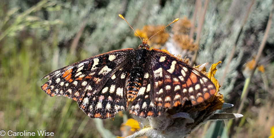 Butterfly next to California Highway 139 north of Susanville.