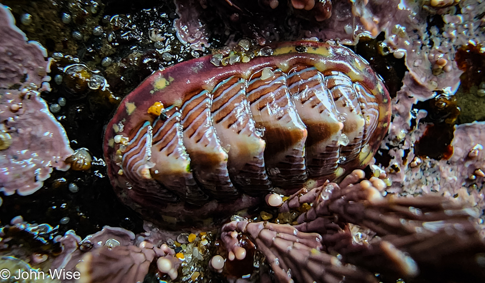 Lined chiton during low tide at Fogarty Creek Beach in Depoe Bay, Oregon
