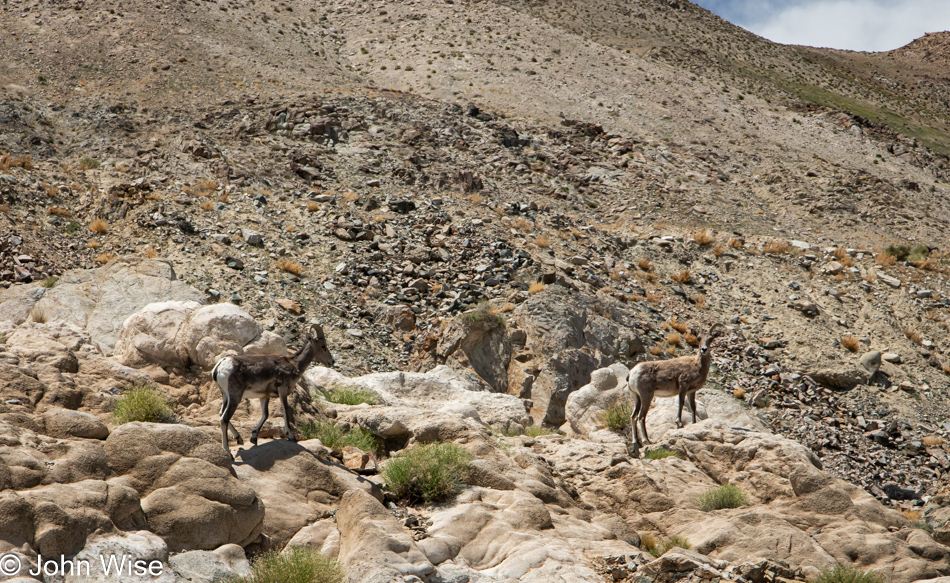 Big Horn Sheep in Hawthorne, Nevada