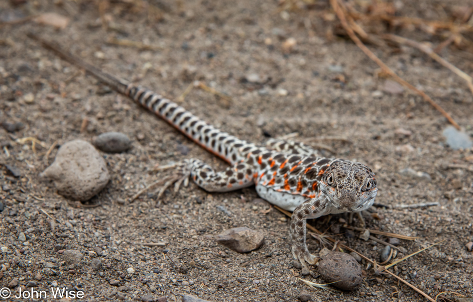 Lizard in Nixon, Nevada