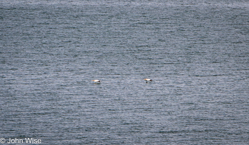 Pelicans on Pyramid Lake in Sutcliffe, Nevada