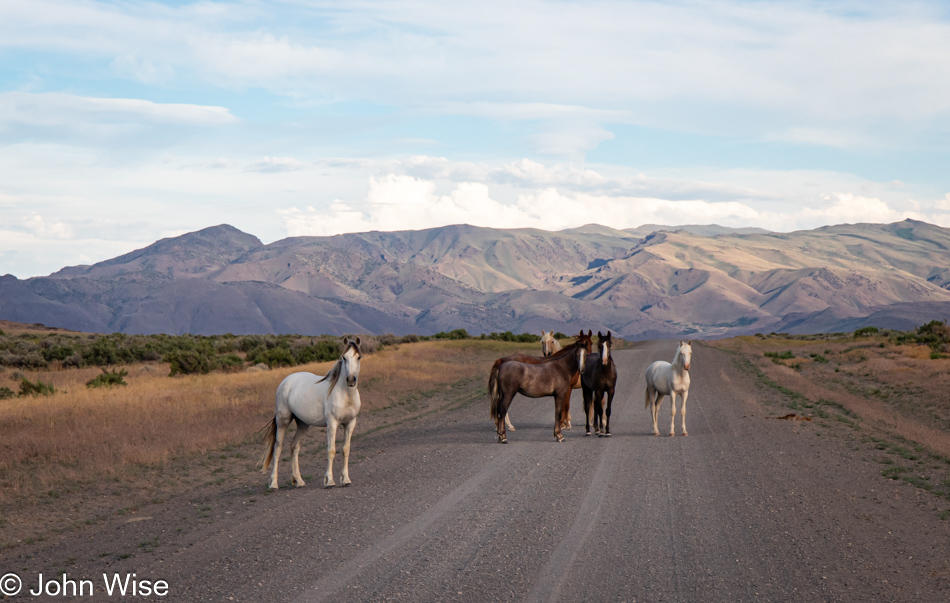 Wild horses on High Rock Road in Sand Pass, Nevada