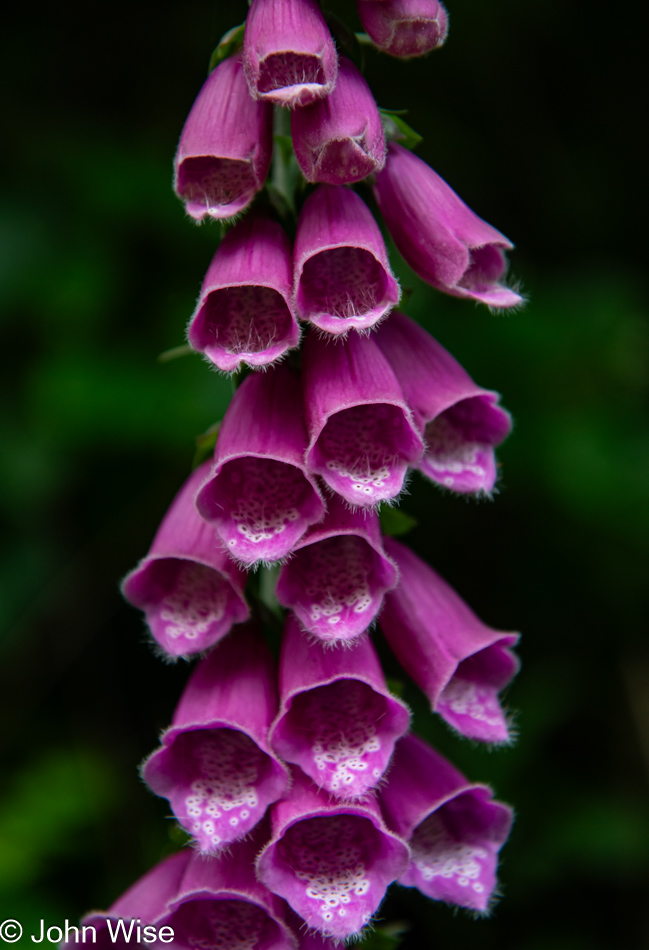 Foxglove on the Oregon Coast Trail in Depoe Bay, Oregon