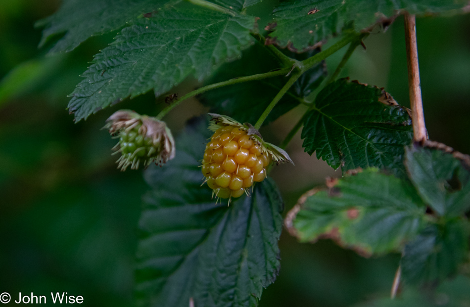 Wild berry on the Oregon Coast Trail in Depoe Bay, Oregon