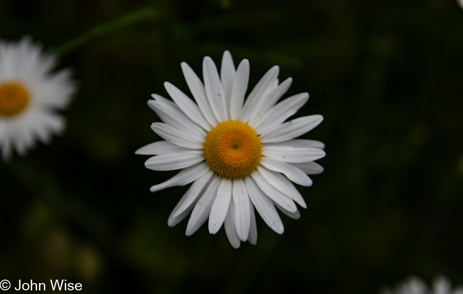 Shasta Daisy on the Oregon Coast Trail in Depoe Bay, Oregon