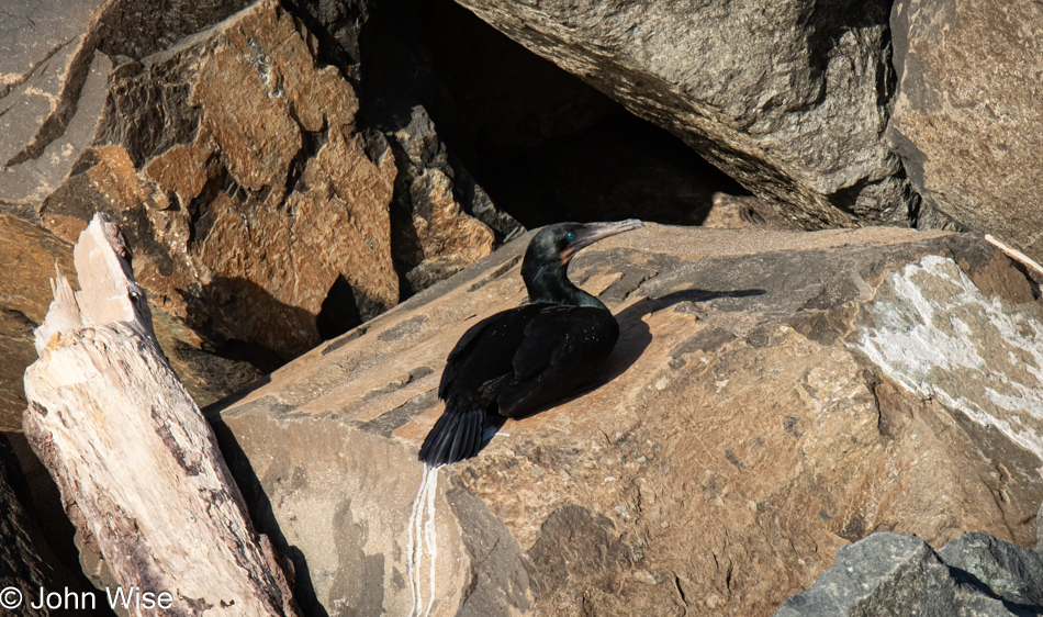 Cormorant on the Salishan Coastal Trail in Lincoln City, Oregon