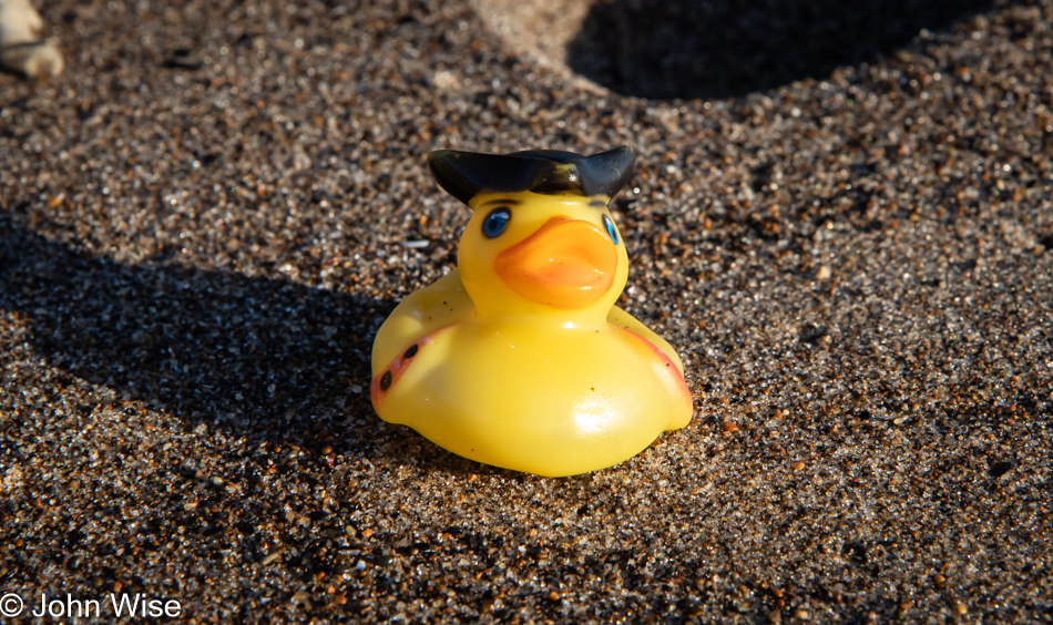 Homeless Rubber Ducky on the Salishan Coastal Trail in Lincoln City, Oregon