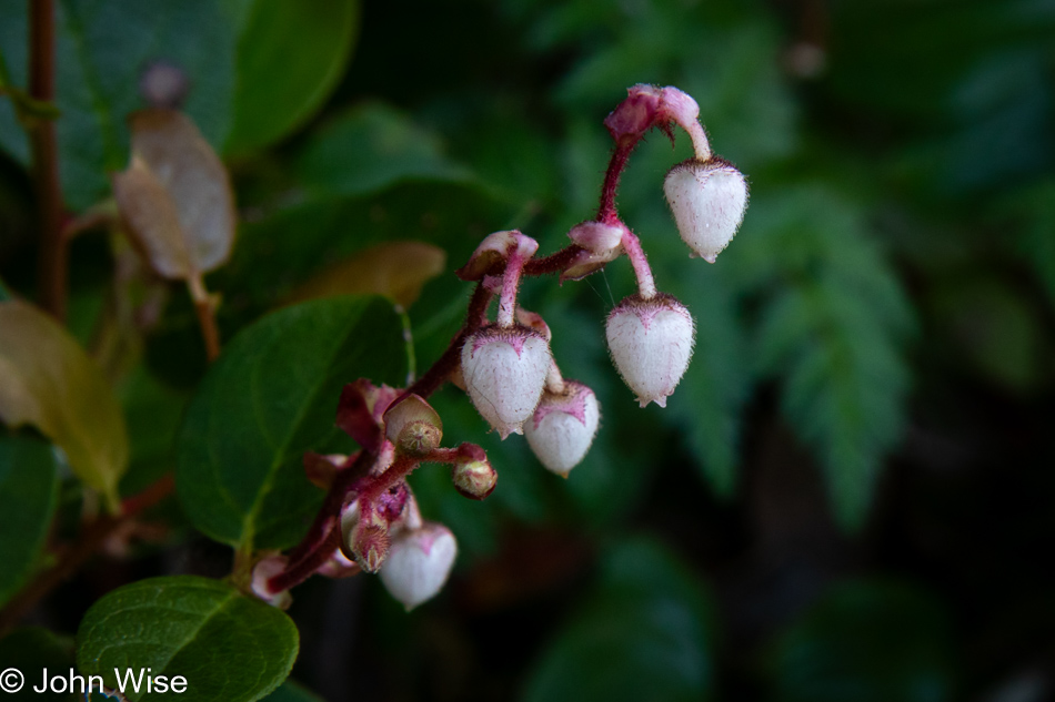 Huckleberry blossoms at Rocky Creek State Scenic Viewpoint in Depoe Bay, Oregon