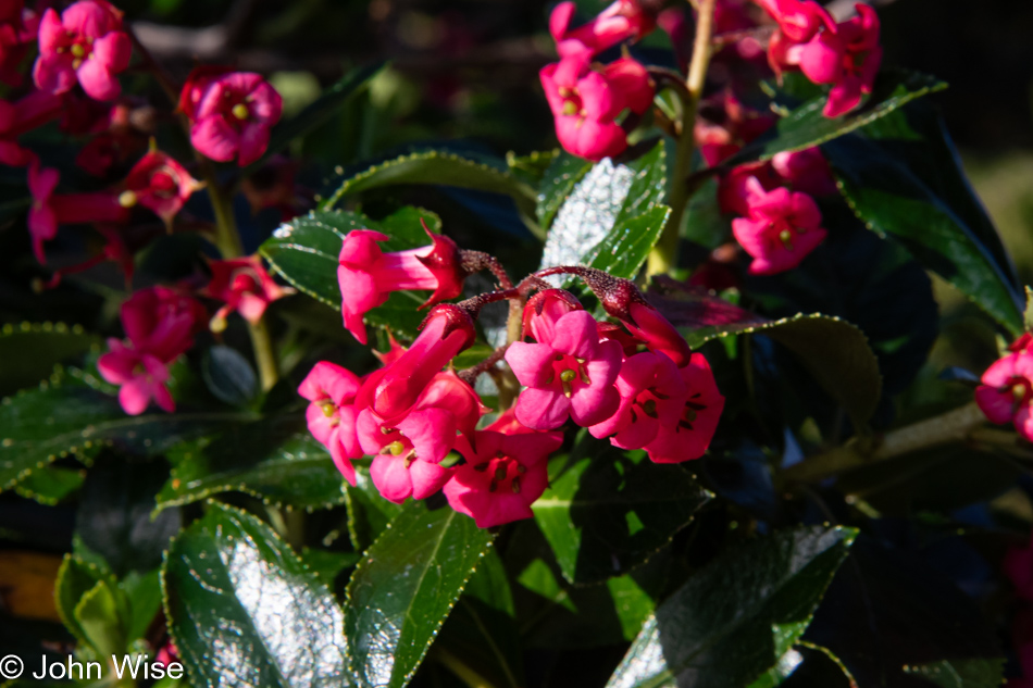 Escallonia at Cape Foulweather in Otter Rock, Oregon