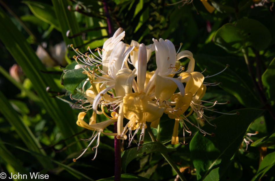 Japanese honeysuckle at Otter Rock Marine Garden in Otter Rock, Oregon