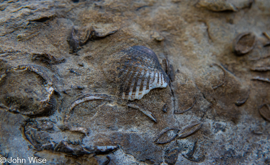 Fossils at Wade Creek Beach in Newport, Oregon