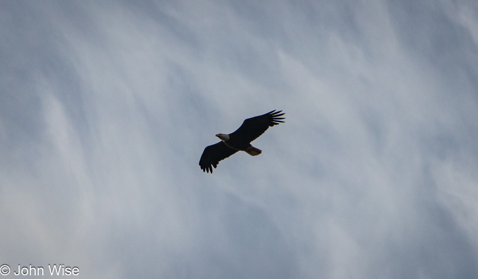 Bald eagle at Wade Creek Beach in Newport, Oregon