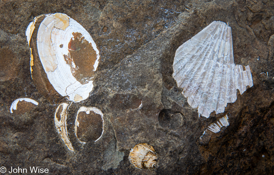 Fossils at Wade Creek Beach in Newport, Oregon