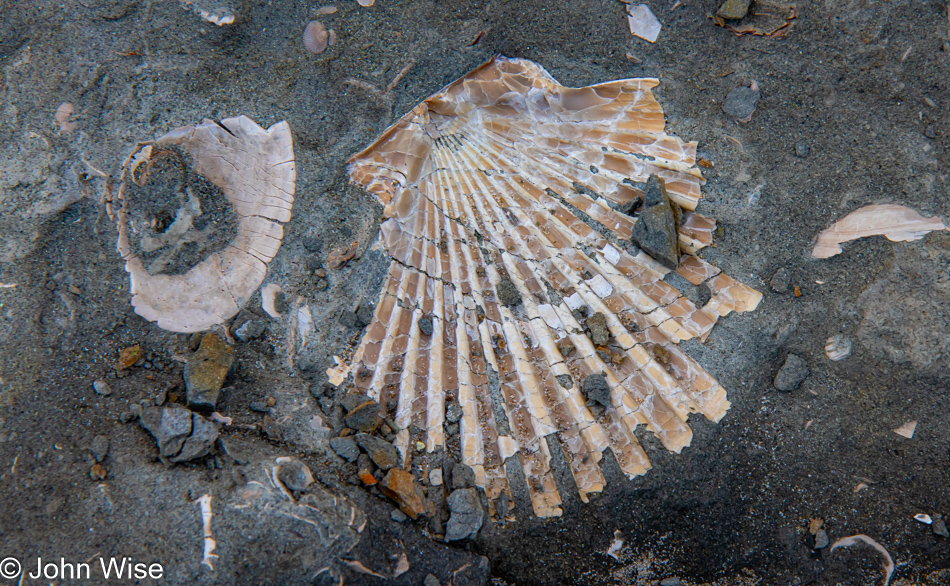 Fossils at Wade Creek Beach in Newport, Oregon