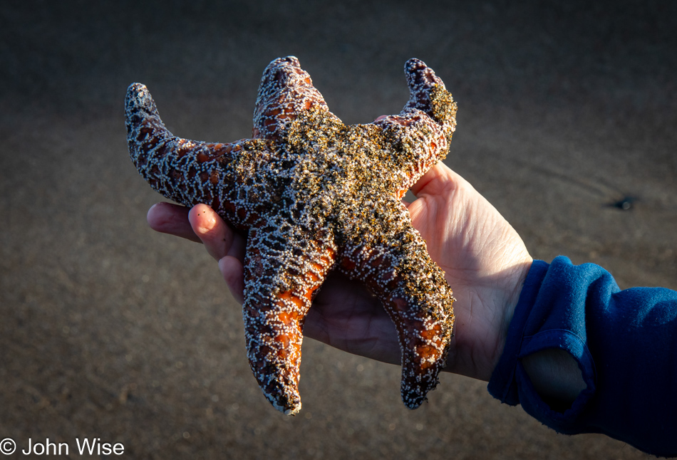 A starfish at Gleneden Beach State Recreation Site in Oregon