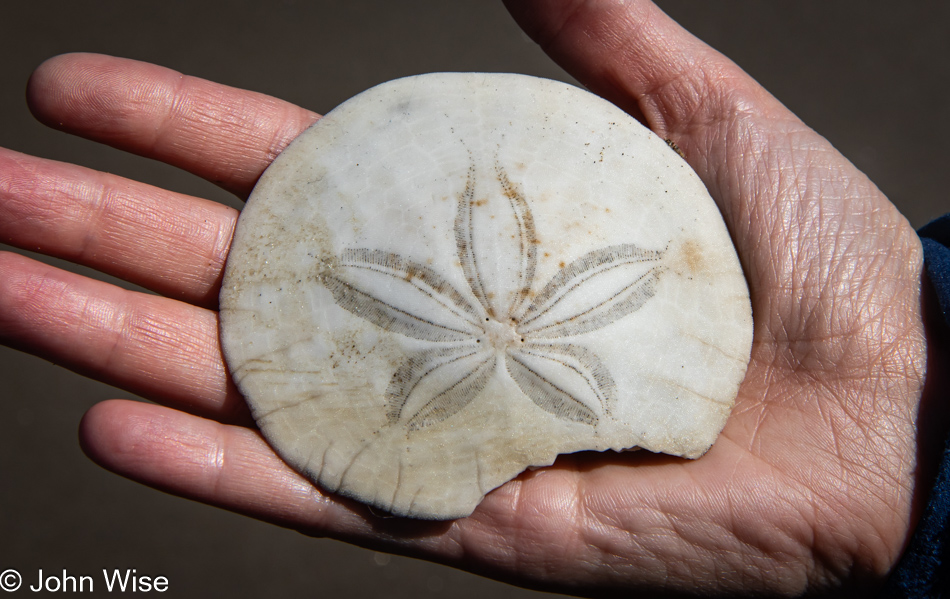 Sand dollar at Nye Beach in Newport, Oregon