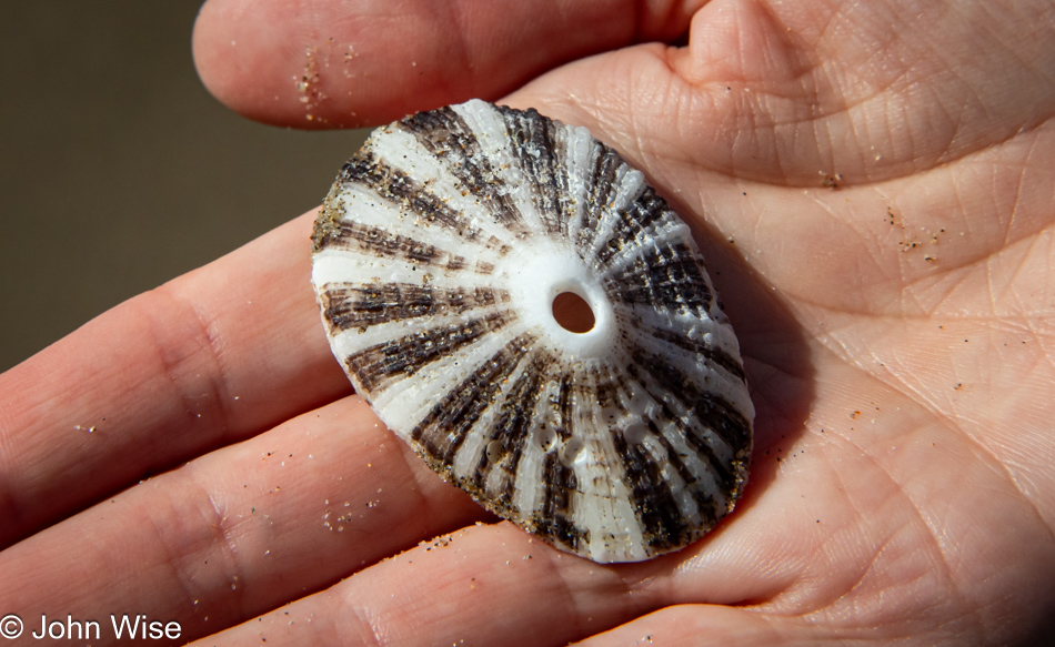 Keyhole limpet from Lost Creek in Newport, Oregon