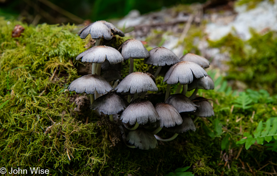 Fairy Inkcap Mushrooms on Amanda's Trail in Yachats, Oregon