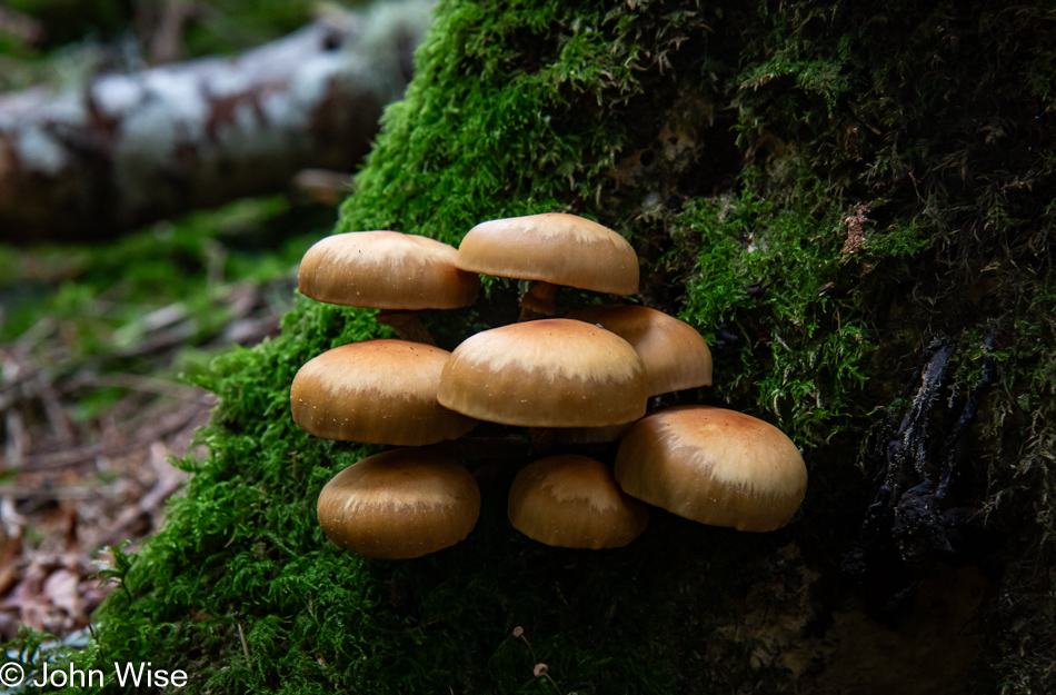 Sheathed Woodtuft Mushrooms on Amanda's Trail in Yachats, Oregon