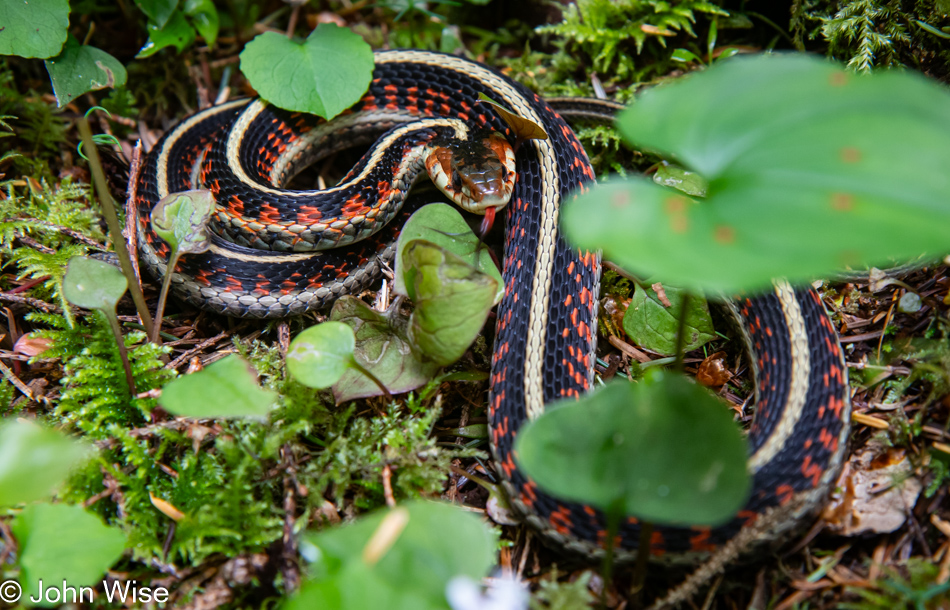 Red-Sided Garter Snake on Amanda's Trail in Yachats, Oregon