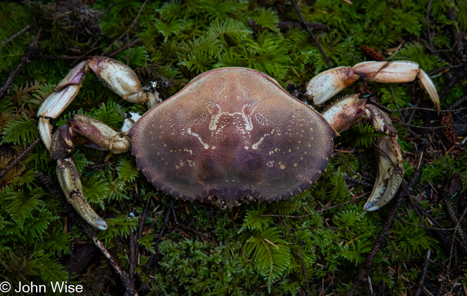 Empty crab shell at Agnes Creek Open Space in Lincoln City, Oregon
