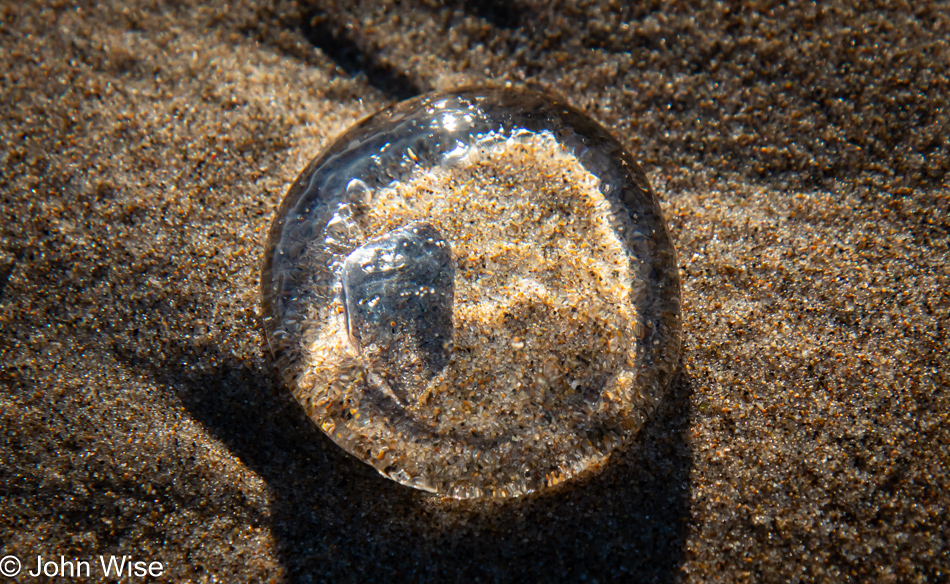 Jellyfish on Taft Beach in Lincoln City, Oregon
